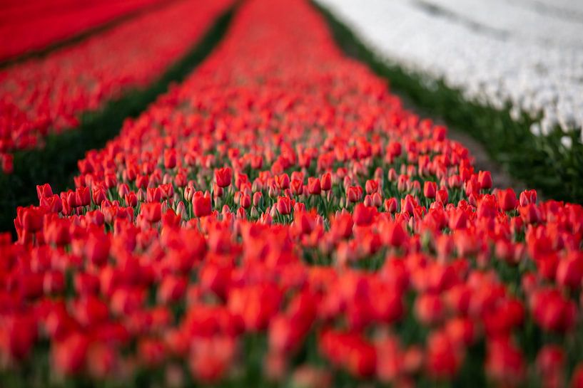 Rode en witte tulpen in een veld in de lente van t.ART