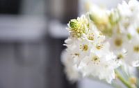 Witte bloemen in de vensterbank