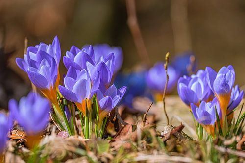 CROCUS DANS LE PARC
