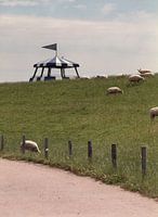 Texelschafe