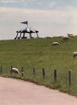 De schapen van Texel van Laura Knipsael