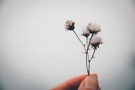 Klein geluk. Nostalgisch pluisje in de buitenlucht van Byroosmarijn