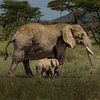 Ik en mijn moeder. Olifant met jong kalfje. van Exclusive Photos by Erwin Floor
