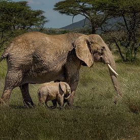 Ik en mijn moeder. Olifant met jong kalfje. van Erwin Floor