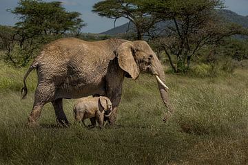 Elephant with young calf by Erwin Floor