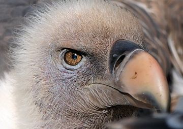 Young vulture by Carla van Zomeren