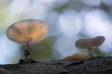 Porzellanpilz (Oudemansiella mucida) im Morgenlicht