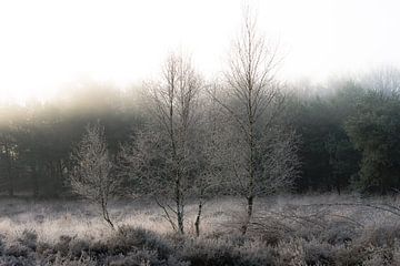 Wolfhezerheide, part 170