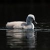 little swan dark background by Robinotof