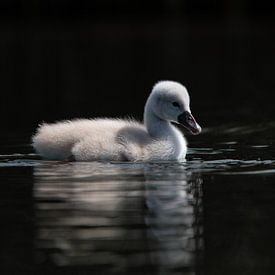 petit cygne fond foncé sur Robinotof