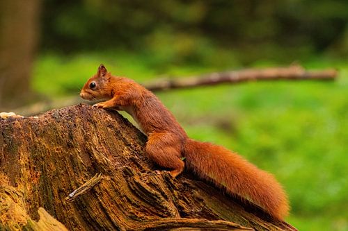 Squirrel in the forest