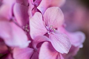 Nahaufnahme der schönen rosa/lila Blüten einer Hortensie