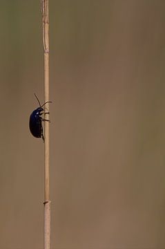 Op weg naar de top van Frouwkje Fotografie