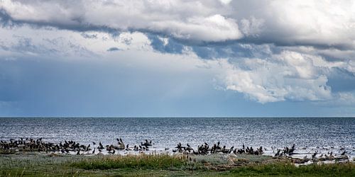 Cormorans au repos