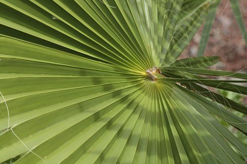 Palme