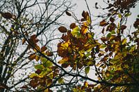Pflanzen Sonnenuntergang Naturschutzgebiet Maashorst Uden Makrofotografie