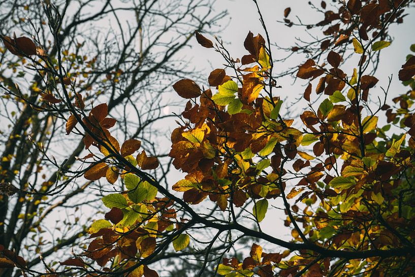Plants Sunset Nature reserve Maashorst Uden Macrophotography by Marc van den Elzen