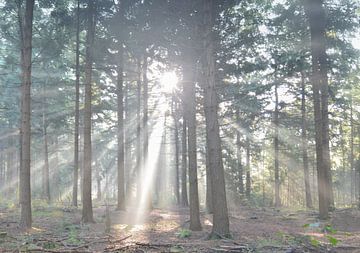 Zonnestralen in het bos... van Ans Bastiaanssen