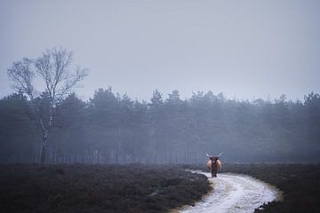 Einsamer schottischer Hochlandbewohner im Nebel | Landschaftsfotografie von Laura Dijkslag