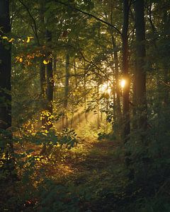Romantisches Licht im Wald