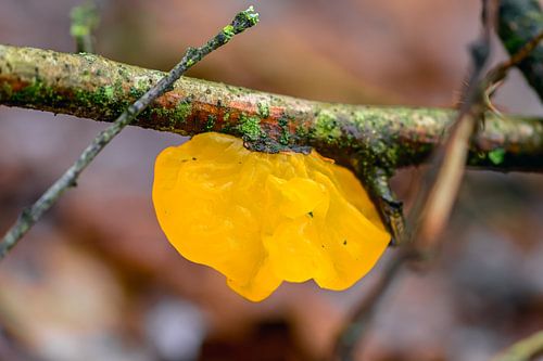 Gele Paddenstoelen op Mos: Macro Natuurkunst