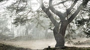 Tree in backlight during downpour by Erwin Pilon