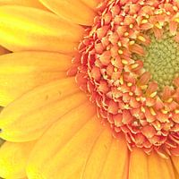 Gerbera jaune