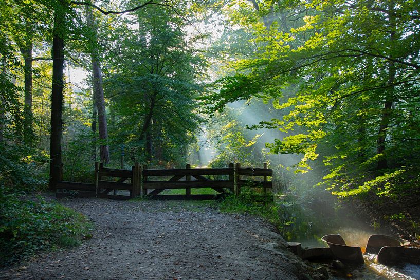 Forest path by Urselafotografie