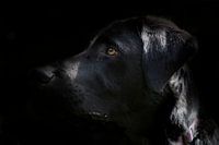 Schwarzer Labrador mit schwarzem Hintergrund