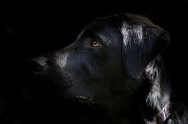Black Labrador with black background by Arthur Hooijer