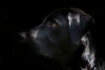 Zwarte Labrador met zwarte achtergrond van Arthur Hooijer