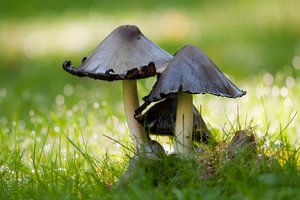 Mushrooms (Coprinopsis atramentaria)
