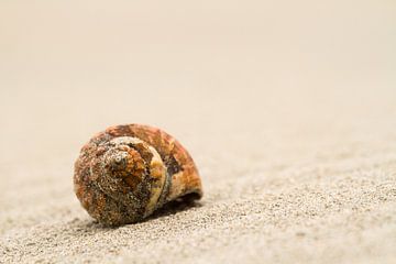 The whelk shell by Irene Lommers