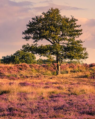 De Gasterse Duinen in Bloei