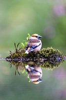 Apple Finch