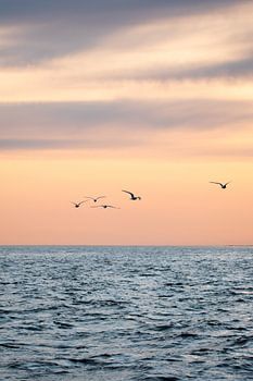 Küstenseeschwalbe auf der Suche nach Nahrung