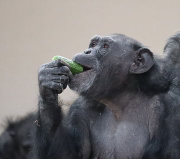 chimpansee eet een komkommer van Joke te Grotenhuis