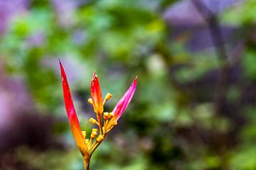 Parrot Banana Flower - (Heliconia psittacorum) by whmpictures .com