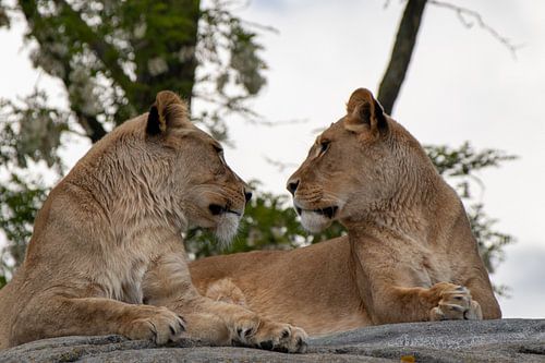 Regarde-moi dans les yeux.
