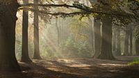 Magic Woodland (2)