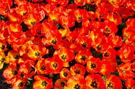 Blühende rote Tulpen von eric van der eijk Miniaturansicht