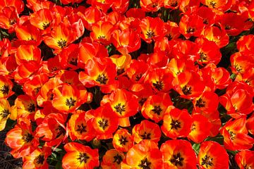 Bloeiende rode tulpen