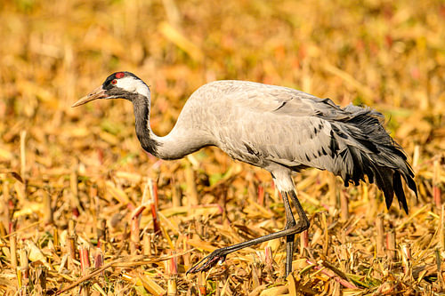 Crane bird resting and feeding in a field during autumn migration