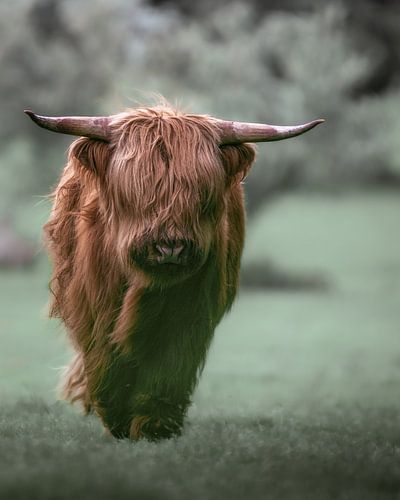 Scottish highlander portrait