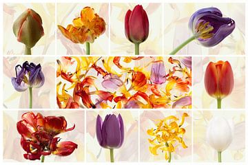 Collage de tulipes I sur Klaartje Majoor