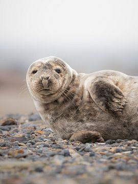 Eye-to-eye with the grey seal by Ruben Van Dijk