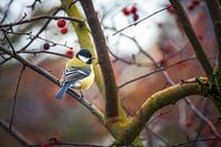 Koolmees zittend op een boom in de tuin