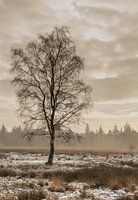 Birke im Winter