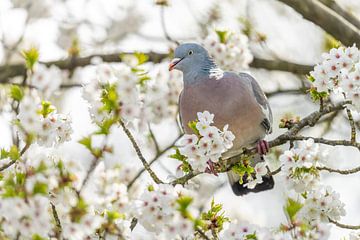 Wood pigeon in blossom by Friso Schinkel