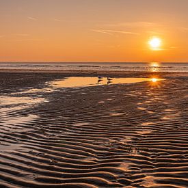 Meeuwen op het strand tijdens zonsondergang van Dafne Vos